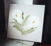 Die Calla *