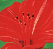 Hibiskus