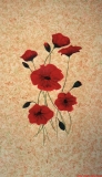 Klatschmohn *